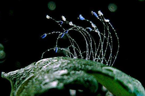 世界上最稀奇美丽的花,盘点十大稀有奇特的美丽花卉