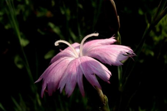 世界上最稀奇美丽的花,盘点十大稀有奇特的美丽花卉