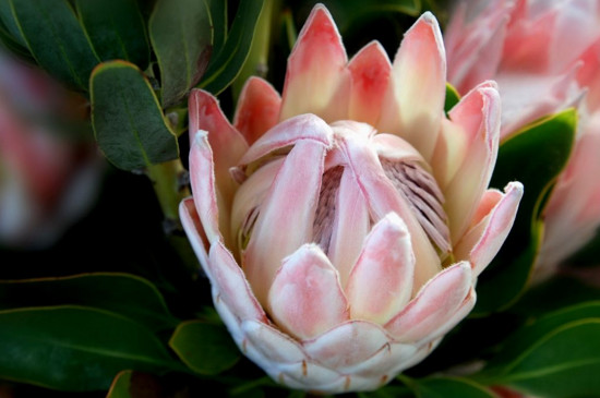 世界上最稀奇美丽的花,盘点十大稀有奇特的美丽花卉