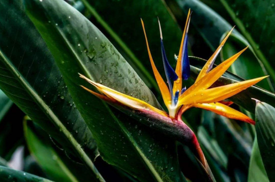 世界上最稀奇美丽的花,盘点十大稀有奇特的美丽花卉