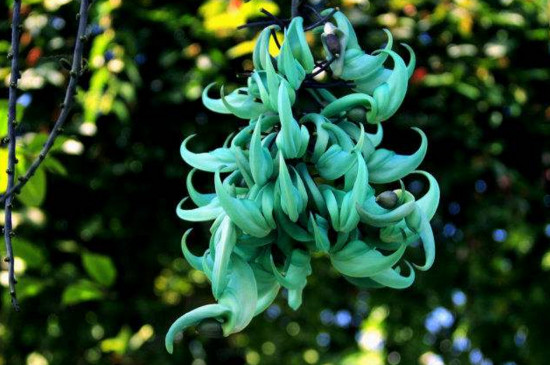 世界上最稀奇美丽的花,盘点十大稀有奇特的美丽花卉