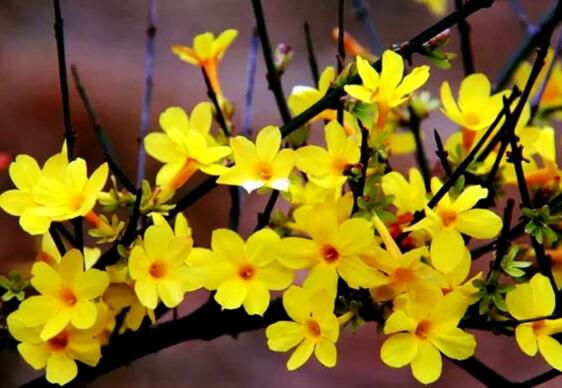 春季开花的植物有哪些,十大常见的春季开花绿植