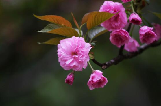 春季开花的植物有哪些,十大常见的春季开花绿植