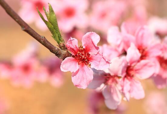 春季开花的植物有哪些,十大常见的春季开花绿植