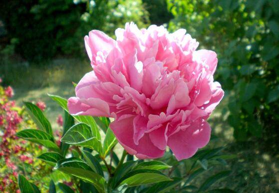 春季开花的植物有哪些,十大常见的春季开花绿植