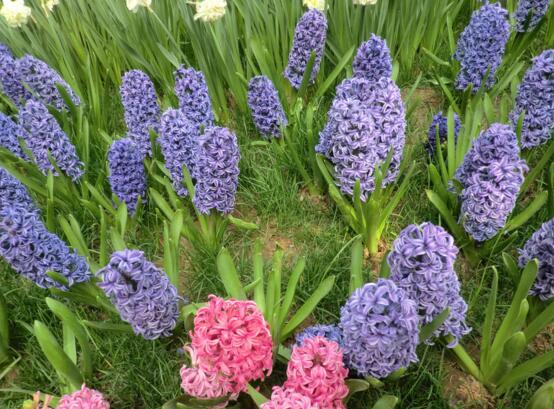 春季开花的植物有哪些,十大常见的春季开花绿植