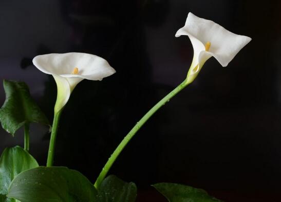 春季开花的植物有哪些,十大常见的春季开花绿植