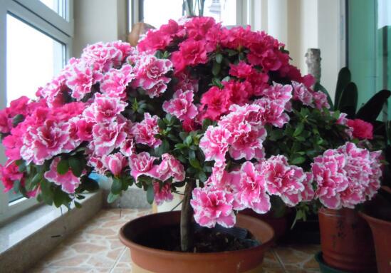 春季开花的植物有哪些,十大常见的春季开花绿植