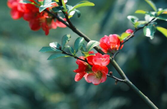 春季开花的植物有哪些,十大常见的春季开花绿植