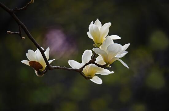 春季开花的植物有哪些,十大常见的春季开花绿植