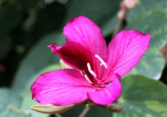 春季开花的植物有哪些,十大常见的春季开花绿植