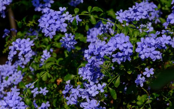 世界上花语最冷漠的花,花语冷漠高孤的十种花卉