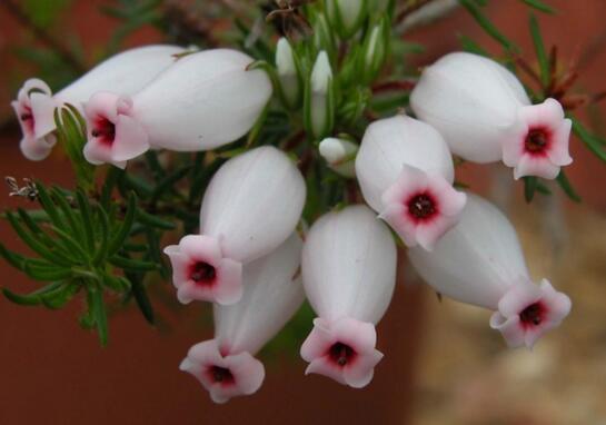 世界上花语最冷漠的花,花语冷漠高孤的十种花卉