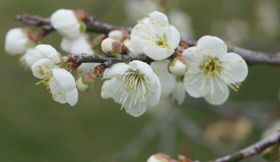 世界上花语最冷漠的花,花语冷漠高孤的十种花卉