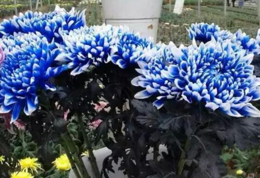 世界上花语最冷漠的花,花语冷漠高孤的十种花卉