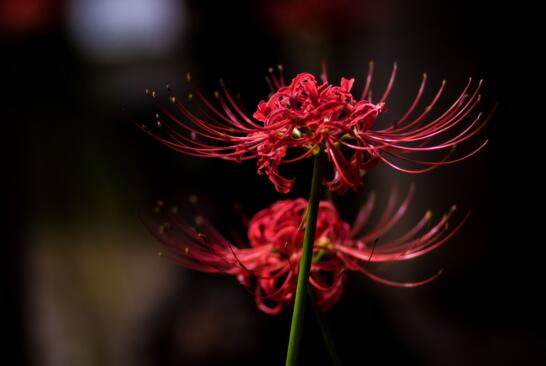世界上花语最冷漠的花,花语冷漠高孤的十种花卉