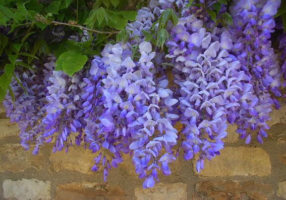世界上花语最冷漠的花,花语冷漠高孤的十种花卉
