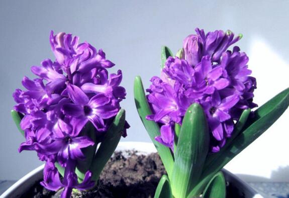 世界上花语最冷漠的花,花语冷漠高孤的十种花卉