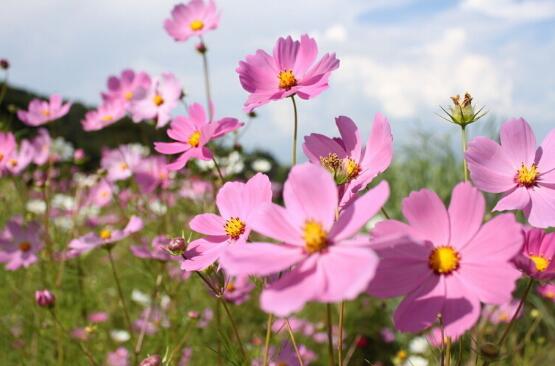 世界上花语最冷漠的花,花语冷漠高孤的十种花卉