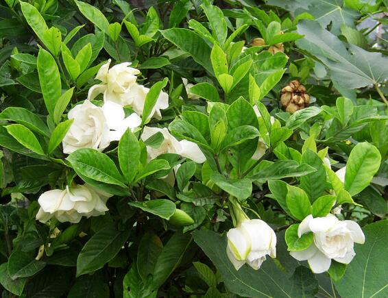 十大最香的花排行榜,盘点能够香飘十里的十种花卉