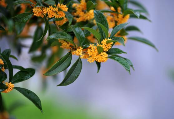 十大最香的花排行榜,盘点能够香飘十里的十种花卉