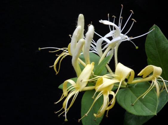 十大最香的花排行榜,盘点能够香飘十里的十种花卉