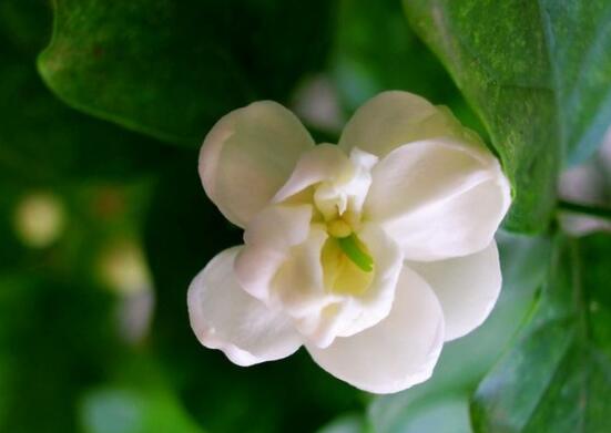 十大最香的花排行榜,盘点能够香飘十里的十种花卉