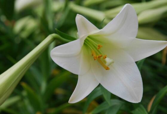 十大最香的花排行榜,盘点能够香飘十里的十种花卉
