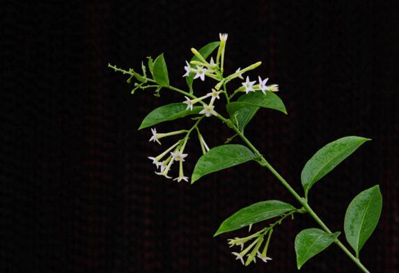 十大最香的花排行榜,盘点能够香飘十里的十种花卉