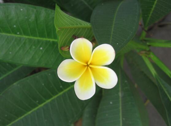 十大最香的花排行榜,盘点能够香飘十里的十种花卉