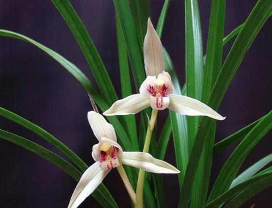 十大最香的花排行榜,盘点能够香飘十里的十种花卉