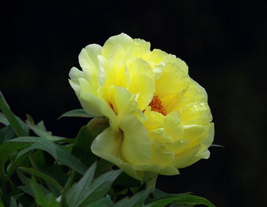 十大最香的花排行榜,盘点能够香飘十里的十种花卉