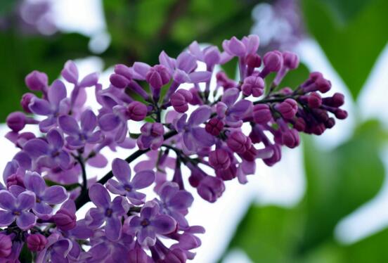 十大最香的花排行榜,盘点能够香飘十里的十种花卉