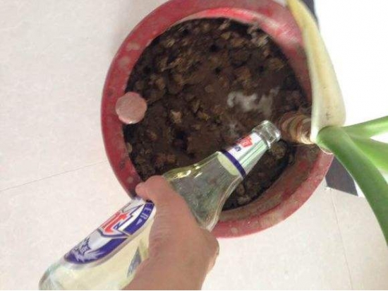 啤酒浇花 啤酒可以用来浇花吗?需要留意哪些问题