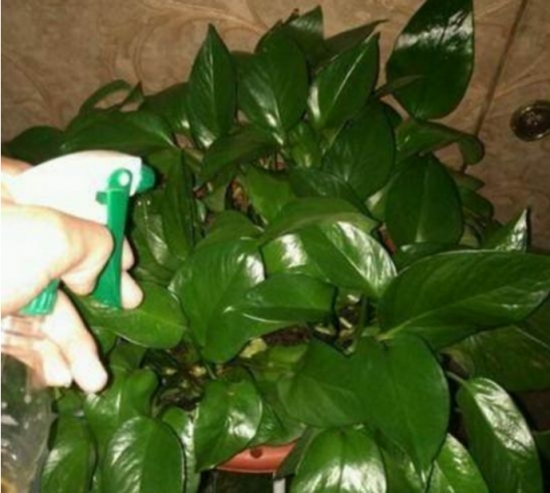 啤酒浇花 啤酒可以用来浇花吗?需要留意哪些问题