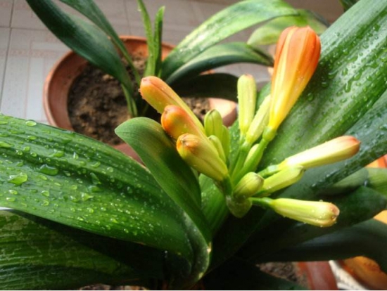 君子兰 啤酒可以用来浇花吗?需要留意哪些问题