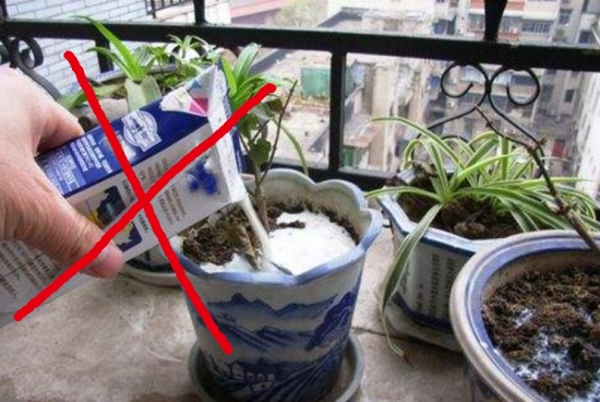 过期牛奶浇花 过期牛奶可以浇花吗:过期牛奶可以浇花,但经过发酵,否则容易引起烧根
