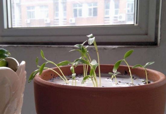 过期牛奶浇花 过期牛奶可以浇花吗:过期牛奶可以浇花,但经过发酵,否则容易引起烧根