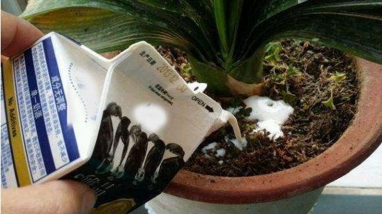 过期牛奶浇花 过期牛奶可以浇花吗:过期牛奶可以浇花,但经过发酵,否则容易引起烧根