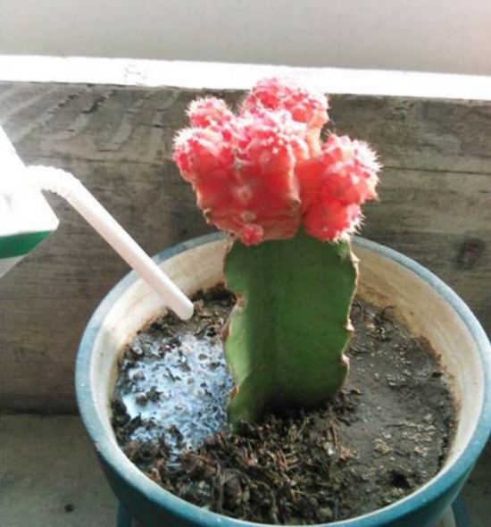 过期牛奶浇花 过期牛奶可以浇花吗:过期牛奶可以浇花,但经过发酵,否则容易引起烧根