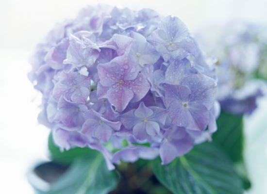 50款常见花卉图片鉴赏