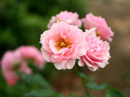 50款常见花卉图片鉴赏