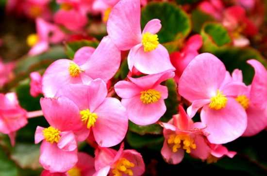 50款常见花卉图片鉴赏