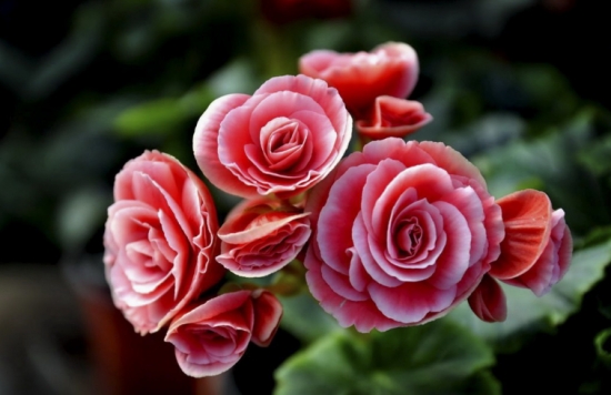 50款常见花卉图片鉴赏