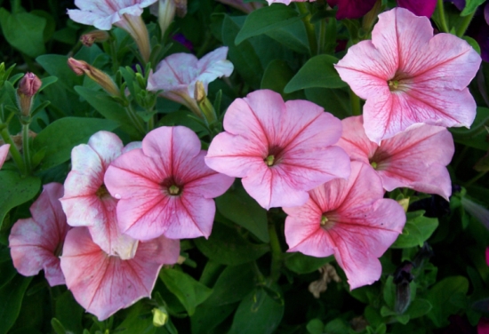 50款常见花卉图片鉴赏