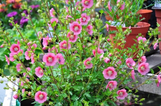 50款常见花卉图片鉴赏