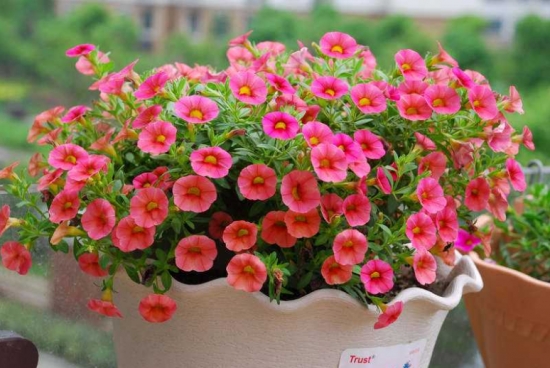 50款常见花卉图片鉴赏