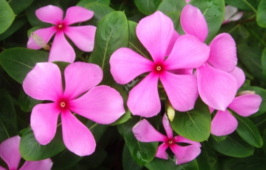 50款常见花卉图片鉴赏