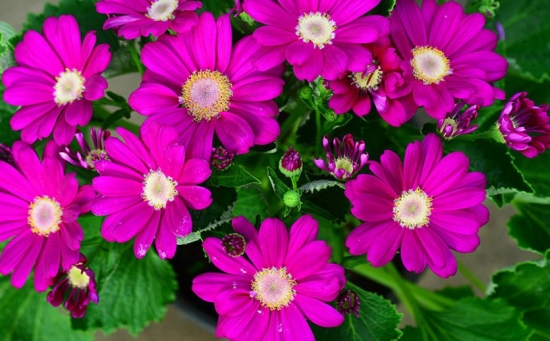 50款常见花卉图片鉴赏