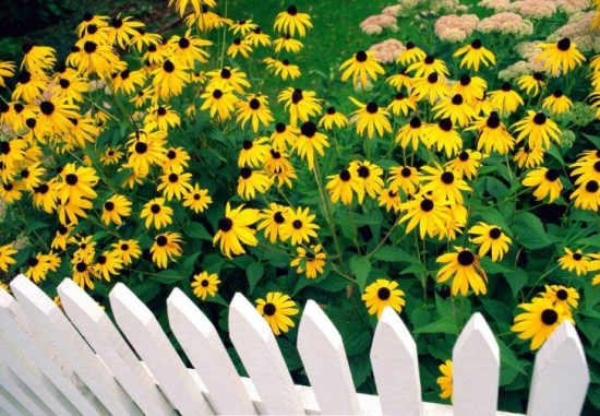 50款常见花卉图片鉴赏